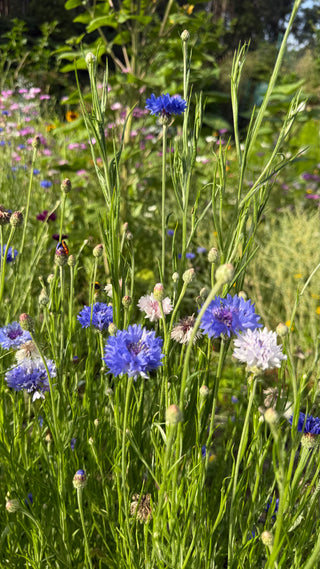 Semillas Centaurea formula mix
