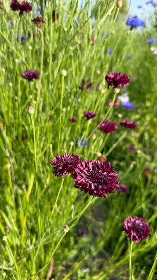 Semillas Centaurea formula mix