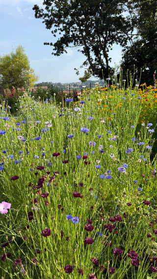 Semillas Centaurea formula mix