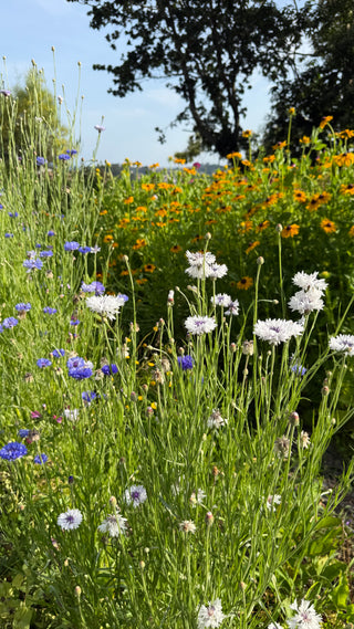 Semillas Centaurea formula mix