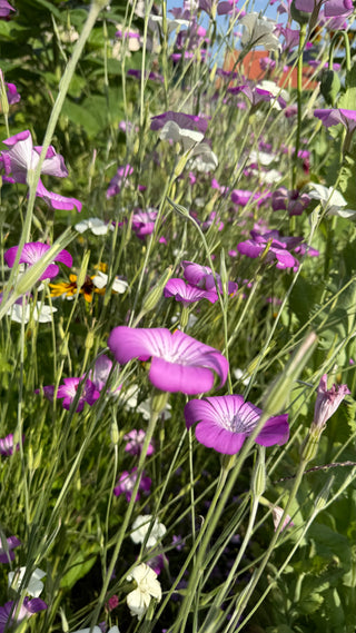 Semillas Agrostemma Gracilis Queen Mixed