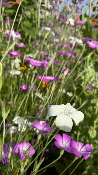 Semillas Agrostemma Gracilis Queen Mixed