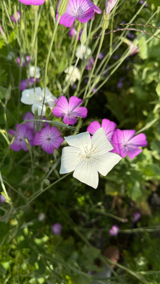 Semillas Agrostemma Gracilis Queen Mixed