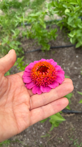 Semillas Zinnia Cresto mix