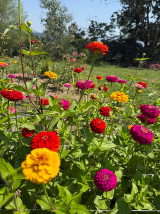 Semillas Zinnia Oklahoma Mix