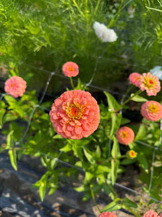 Semillas Zinnia Oklahoma Salmon