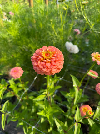 Semillas Zinnia Oklahoma Salmon
