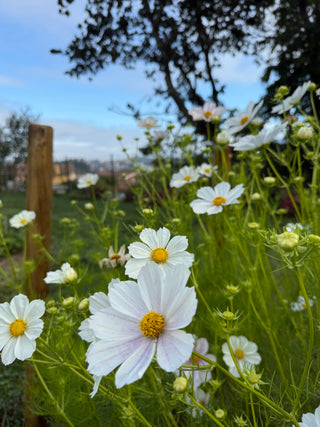 Semillas Cosmos Versailles