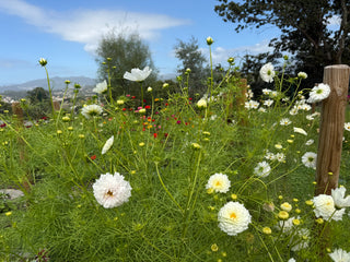 Semillas Cosmos Double Dutch White