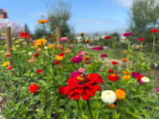 Semillas Zinnia Oklahoma Mix