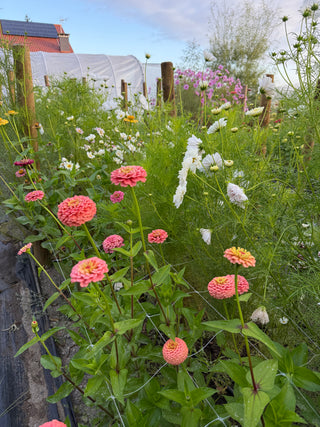 Semillas Zinnia Oklahoma Salmon