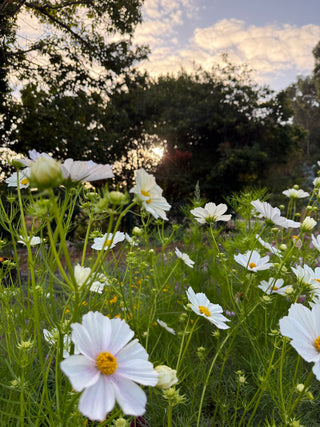 Semillas Cosmos Versailles