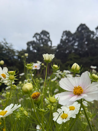 Semillas Cosmos Versailles