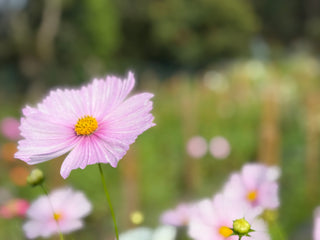 Semillas Cosmos Cupcake Blush