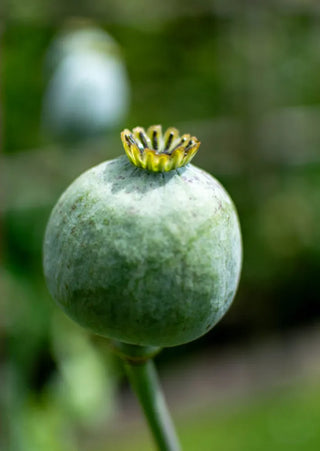 Semillas Papaver Bowling Ball