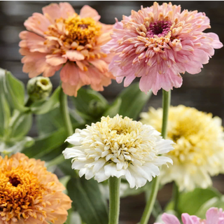 Semillas Zinnia Cresto Peaches & Cream