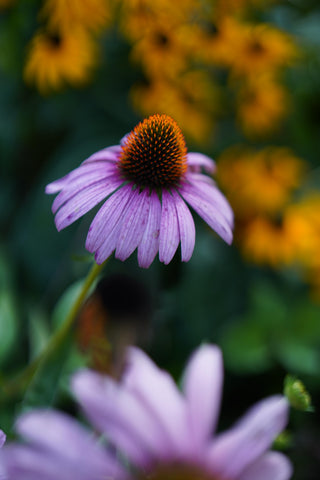 Semillas Echinacea Bravado