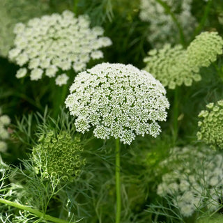 Semillas Ammi Visnaga