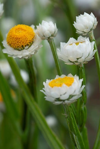 Semillas Ammobium Alatum Grandiflorum