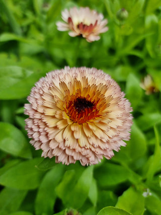 Semillas Calendula Pygmy Bluff