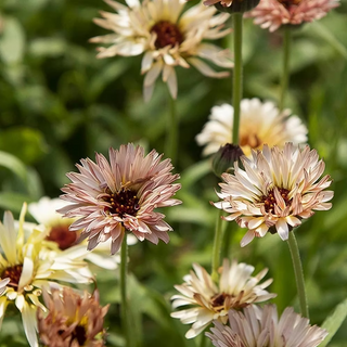 Semillas Calendula Pygmy Bluff