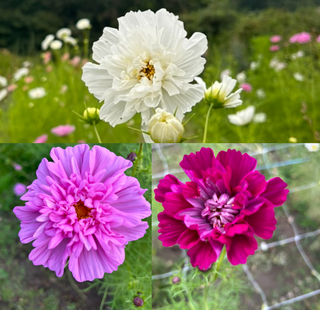 Semillas Cosmos Double Click Mix