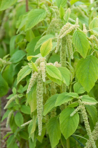 Semillas Amarantus Viridis
