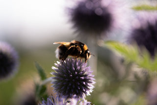 Semillas Echinops Ritro Blue