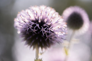Semillas Echinops Ritro Blue