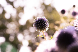 Semillas Echinops Ritro Blue