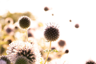 Semillas Echinops Ritro Blue