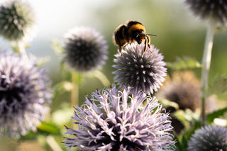 Semillas Echinops Ritro Blue
