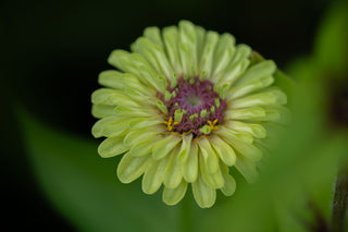 Semillas Zinnia Queen Lime Blotch