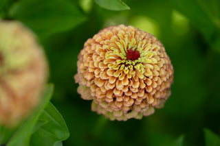 Semillas Zinnia Queen Lime Orange