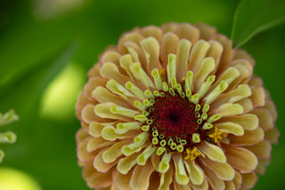 Semillas Zinnia Queen Lime Orange