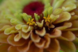 Semillas Zinnia Queen Lime Orange