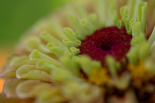 Semillas Zinnia Queen Lime Orange