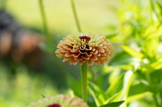 Semillas Zinnia Queen Lime Orange