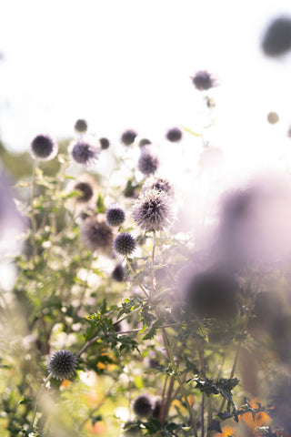 Semillas Echinops Ritro Blue