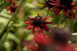 Semillas Rudbeckia Cherry Brandy