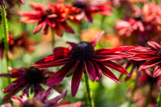 Semillas Rudbeckia Cherry Brandy