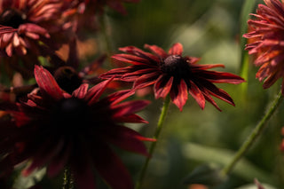 Semillas Rudbeckia Cherry Brandy