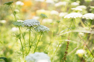 Semillas Ammi Visnaga