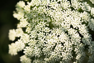 Semillas Ammi Visnaga