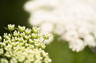 Semillas Ammi Visnaga
