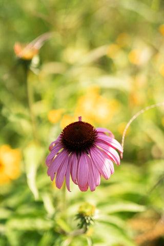 Semillas Echinacea Bravado