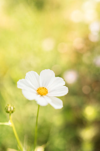 Semillas Cosmos Versailles