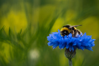 Semillas Centaurea formula mix