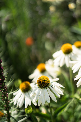 Echinacea Primadonna White