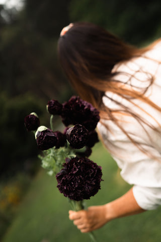 Semillas Papaver Black Peony